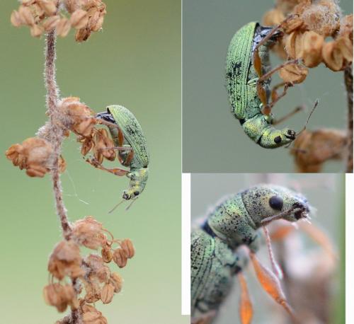 Polydrusus impressifrons